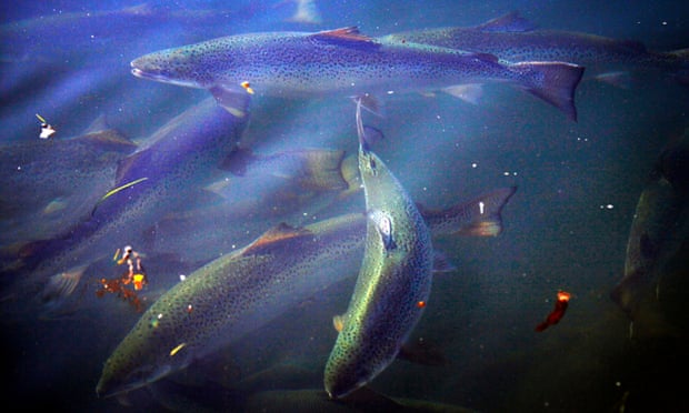 Salmon in a pond at a Tasmanian farm. The environmental impact of salmon farming in New Zealand is kept under tighter government control than in Australia, a marine conservationist says. Photo: David Gray