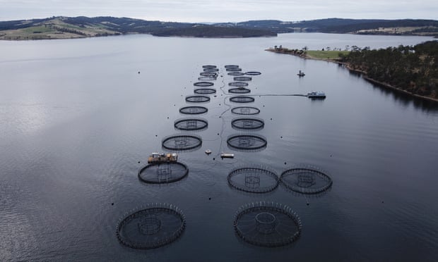 Salmon ponds off Bruny Island in Tasmania. The oiliness that is prized in the fish can also be found in other, more sustainable species. Photo: LKR Photography/Getty Images