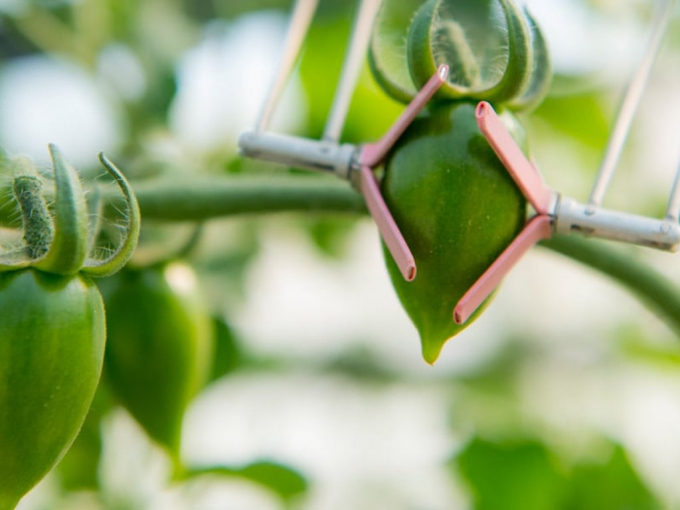 israeli-agritech-supplant-raises-10m-to-bring-sensorless-irrigation-to-kenyan-farmers-150427_993.jpg Công nghệ này đã được tạp chí TIME bình chọn là một trong những phát minh xuất sắc nhất của năm 2021. Ảnh: SupPlant