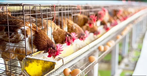 The new method is arguably more ethical than intensive chicken farming. The search for alternatives to animal-based proteins has been of growing interest within the food industry. Photo: DM