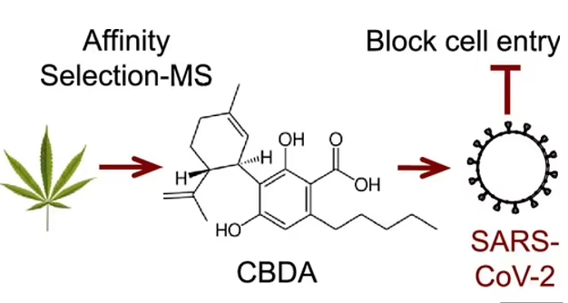 Researchers at Oregon State University identified a pair of cannabinoid acids that bind to the SARS-CoV-2 spike protein, blocking a critical step in the process the virus uses to infect people. Source: DM
