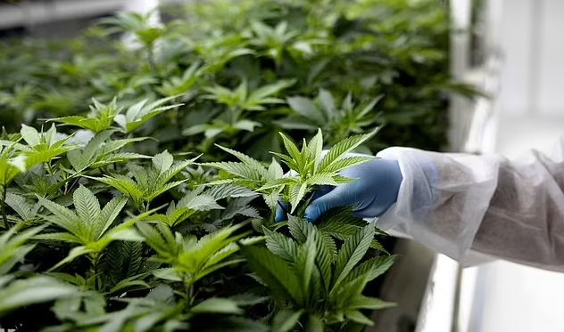 The team found the cannabis compounds, which can be taken orally and are abundantly found in hemp, blocked the alpha and beta variants from infecting the human cells - but the team notes those are the only two variants studied in this research. Photo: Bloomberg