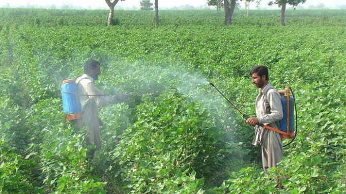 Many farmers lack protective gear to keep them safe from pesticides. Photo: DW