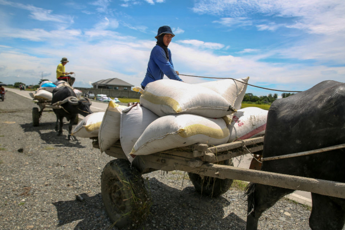 harvest-115055_241.jpg Nông dân Philippines thu hoạch lúa bằng xe trâu. Ảnh: Getty