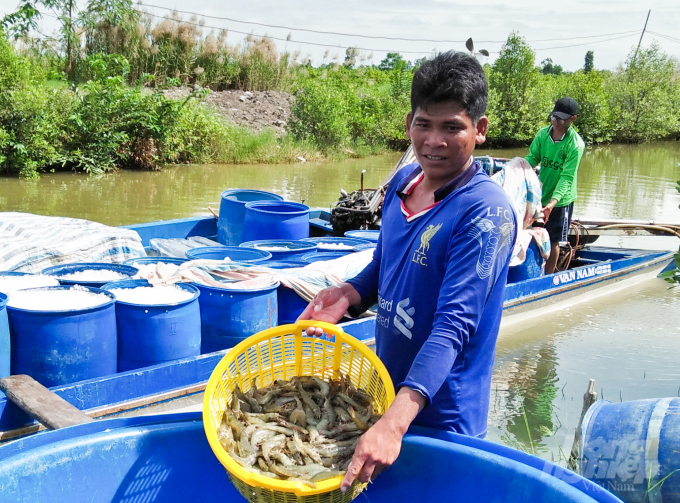thu-hoach-tom-the-o-soc-trang--anh-xt-163318_324.jpg Thu hoạch tôm thẻ ở tỉnh Sóc Trăng. Ảnh: XT.