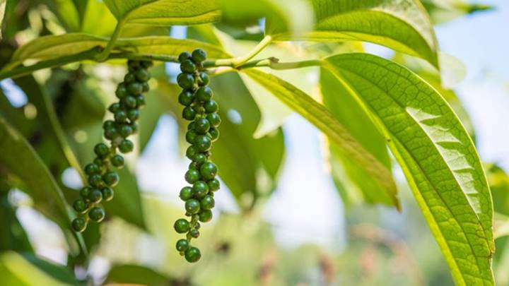 Cập nhật giá hồ tiêu mới nhất hôm nay 8/2/2021