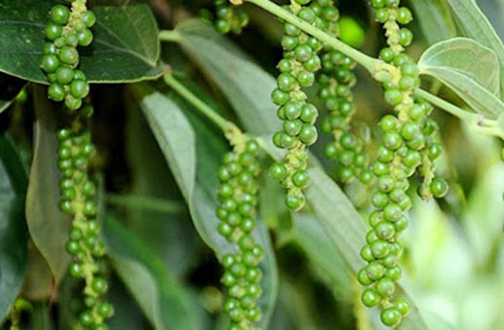 Cập nhật giá hồ tiêu mới nhất hôm nay ngày 14/11/2021