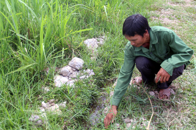 Trong trang trại có hệ thống nước dâng ngập. Điều này cộng với nguồn nước phân biogas được bơm tưới giúp chủ nhân của trang trại phân bố đều lượng phân trong bãi cỏ. Ảnh: Võ Dũng.