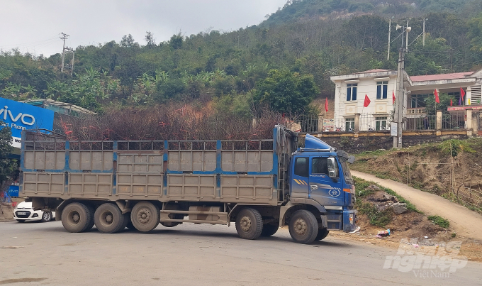 Những chuyến xe chở đào về xuôi, mang theo niềm hi vọng một cái tết ấm của người trồng đào đá Mường Lát. Ảnh: Võ Dũng.