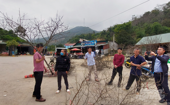 Đào đá Mường Lát là một sản vật quý của người dân huyện Mường Lát. Nhiều khách hàng từ miền xuôi nghe tiếng cũng lên tận đây để mua bằng được đào đá Mường Lát về xuôi chưng tết. Giá đào đá Mường Lát năm nay cao hơn những năm trước từ 15-20%. Tùy túi tiền, khách hàng có thể mua được những cành đào hợp với ý mình với giá từ vài trăm nghìn đến gần 20 triệu đồng. Ảnh: Võ Dũng.
