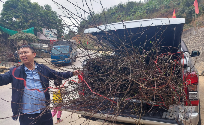 Năm nay, đào Mường Lát nhiều nụ. Hoa đã lớm chớm nở. Nhiều khách hàng rất vui vì mua được đào đẹp với giá phù hợp. Ảnh: Võ Dũng.