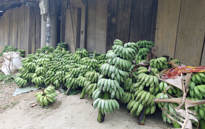 Ngoài đào đá, Mường Lát nổi tiếng với chuối mốc được trồng trên các ngọn đồi, trong vườn nhà dân. Ngày thường, mỗi buồng chuối (với khoảng 8-10 nải chuối đẹp) được bán với giá 80-90 nghìn đồng nhưng vào dịp rằm, mùng một, tết, mỗi buồng chuối được các tư thương thu mua với giá khoảng 100-150 nghìn đồng. Về đến các huyện trung du, miền xuôi, giá mỗi buồng chuối dao động 200-350 nghìn đồng. Đây cũng là một nguồn thu nhập lớn của người dân Mường Lát. Ảnh: Võ Dũng.