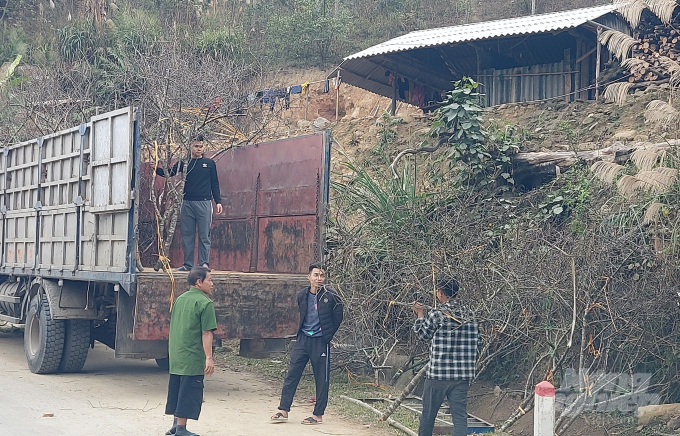 Tư thương miền xuôi cũng đến từ rất sớm để mua hàng, chất lên xe đưa về xuôi bán cho người chơi đào. Ảnh: Võ Dũng.