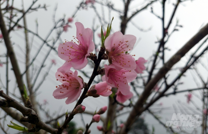 Thời điểm này, đào đá Mường Lát đã lác đác nở hoa. Người trồng đào ở Mường Lát chủ yếu là đồng bào dân tộc Mông tại các xã Pù Nhi, Trung Lý... Đào được trồng phân tán trong các vườn nhà, trên các  triền đồi. Ảnh: Võ Dũng.