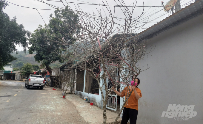 Ở một huyện miền núi cao, thu ngân sách mỗi năm vỏn vẹn 14 tỷ đồng như Mường Lát, cây đào đá và chuối mốc đang là những sản vật mang lại niềm hi vọng cuộc sống ấm no cho người dân. Hi vọng, với các chính sách phát triển kinh tế phù hợp, trong những năm tới, hai sản vật này sẽ được quy hoạch vùng trồng, người dân sẽ được hướng dẫn kỹ thuật, quy trình trồng để cho ra sản phẩm đẹp nhất, ngày càng nâng cao hiệu quả kinh tế. Ảnh: Võ Dũng.