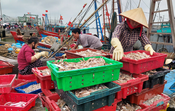 Hiện nay, ngư dân gặp rất nhiều khó khăn do sản lượng đánh bắt thấp, hạ tầng, hậu cần nghề cá chưa đáp ứng nhu cầu. Ảnh: Võ Dũng.