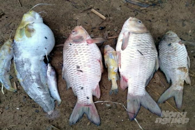 z2545406035271_5d4f3d167e5065dff7209ce5f19f8943-091504_418.jpg Nhiều loài thủy sản, thủy sinh trên suối Ngọc Nước bị chết. Ảnh: VD.