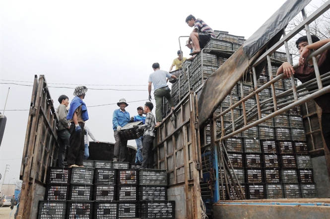 18-00-35_thuong-nhan-trung-quoc-sang-kho-bai-boc-hang-cua-cua-khau-coc-nam-mua-xoai-cua-viet-nam-1