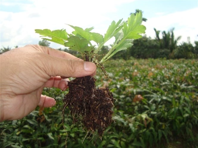 09-16-15-thu-nghiem-rhizoplex-o-ben-tre-doi-chung094600693