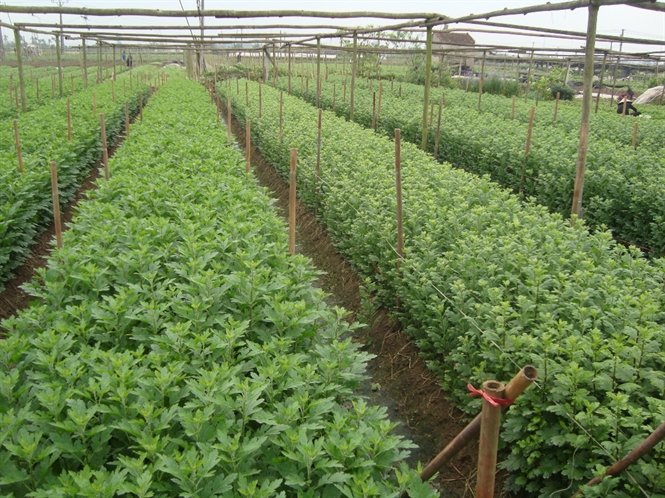 09-16-15-thu-nghiem-rhizoplex-o-ty-tuu-h-noi094601275
