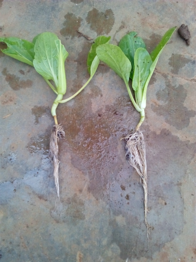 09-16-15-thu-nghiem-rhizoplex-tren-ci-thi-o-lm-dong094601792