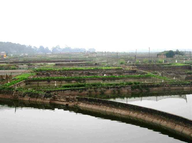 21-26-25_o-dnh-cho-nuoi-c-chep-o-lng-thuy-trm