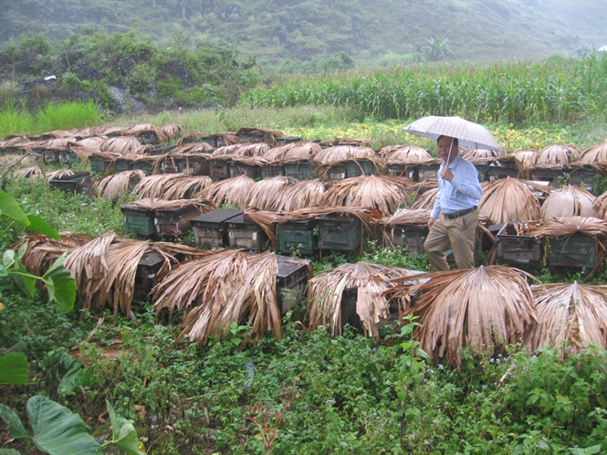 17-53-30_chuyen-gi-cu-cong-ty-ong-trung-uong-kiem-tr-mo-hinh-nuoi-ong-mt-bc-h-ti-x-thnh-vn-huyen-qun-b