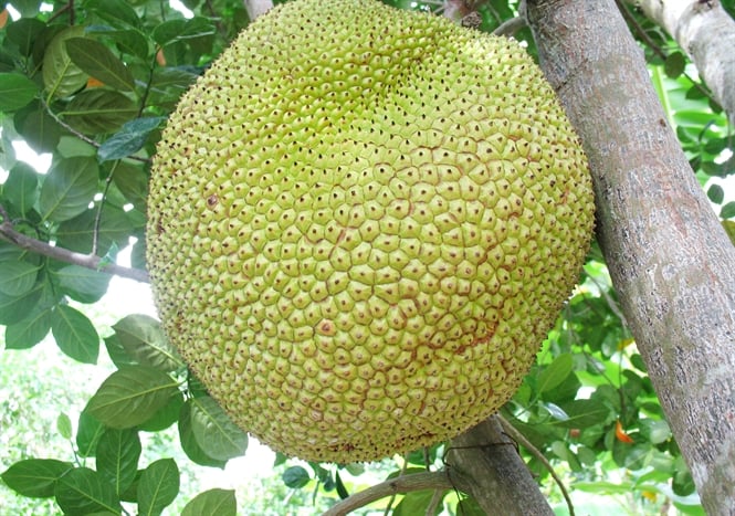 08-30-49_nh-3-mit-khong-ht-nng-tu-5-20-kg