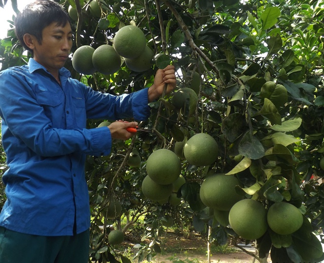 14-10-37_ong-phuong-ben-vuon-buoi-dien-truu-qu