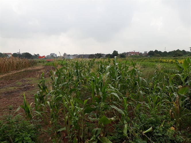 14-48-43_nh-2-nghi-trng-bi-xem-thuc-cht-l-bi-dt-nong-nghiep