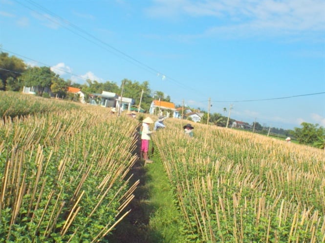 16-22-01_nho-von-vy-pht-trien-nong-nghiep-nong-thon-nong-dn-khnh-ho-d-trien-khi-thuc-thien-sn-xut-hieu-qu