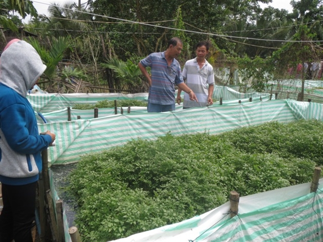14-28-47_1-nh-trn-thien-phi-dung-ben-phi-dng-gioi-thieu-mo-hinh-nuoi-luon-moi-me-voi-khch-hng