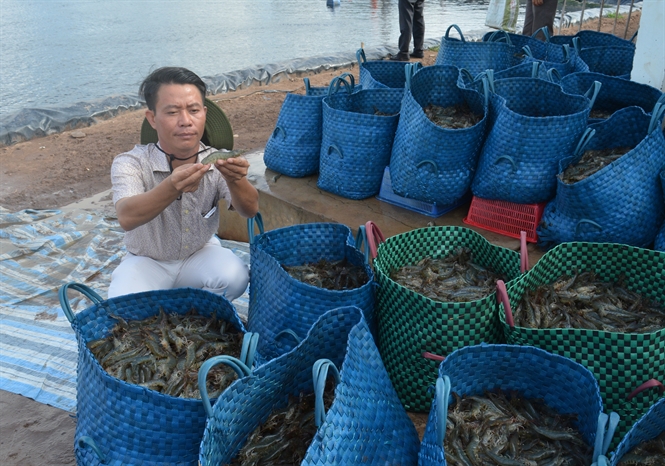 14-57-11_bi-2-di-du-ve-cong-nghe-nuoi-tom-3