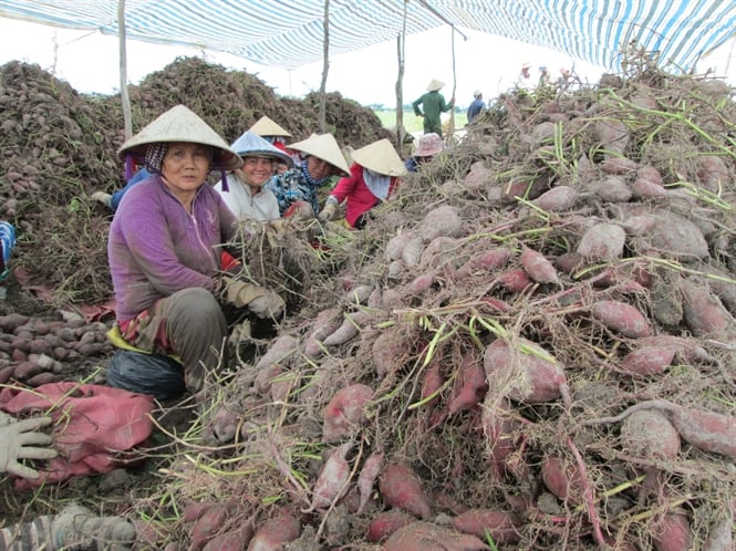 14-05-24_thu-hoch-khoi-lng-o-vinh-long