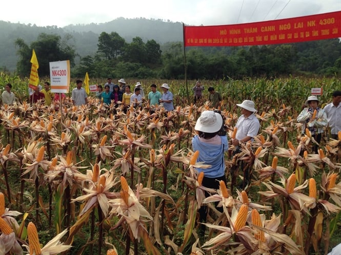 08-37-56_cc-di-bieu-thm-qun-mo-hinh-ngo-nk-4300-ti-x-dong-tm
