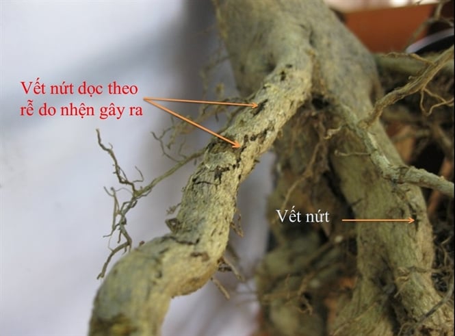 13-42-58_h2_re-nut-do-nhen