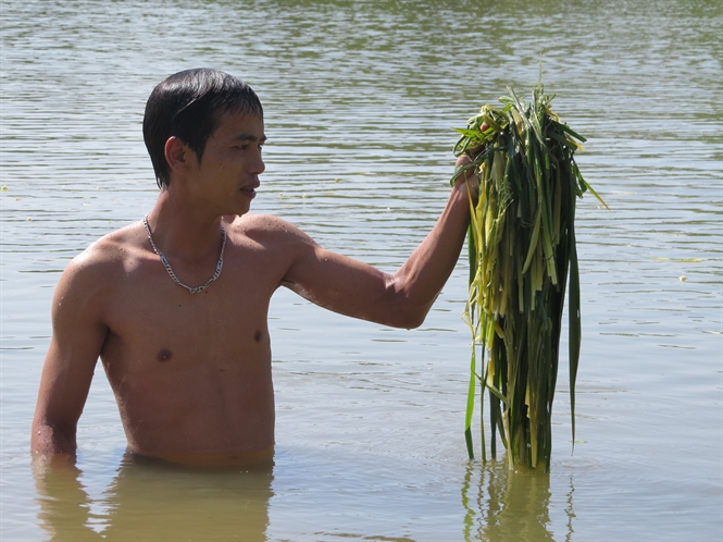 18-52-46_nh-le-duy-thnh-ngup-su-trong-ruong-nuoc-de-gom-nhung-khom-lu-dong-d-thoi-ru