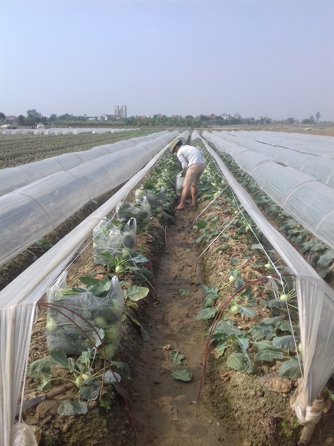 10-06-13_nong_dn_thu_hoch_su_ho_vu_thu_dong_nm_2017