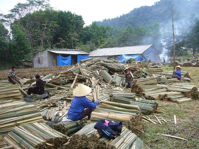 14-12-57_htx_dich_vu_nn__sx_che_bien_nu_lung_que_son_huyen_que_phong_thu_mu_hng_trm_tn_lung_moi_ngy_de_sx_chn_huong