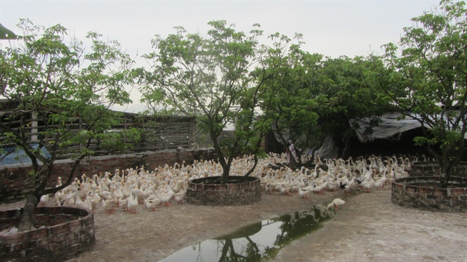 20-28-43_chn_nuoi_thuy_cm_qui_mo_gi_tri