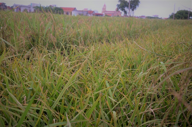 15-08-58_thibinh_4
