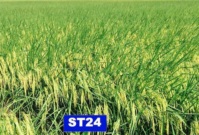 16-55-03_giong_lu_st24