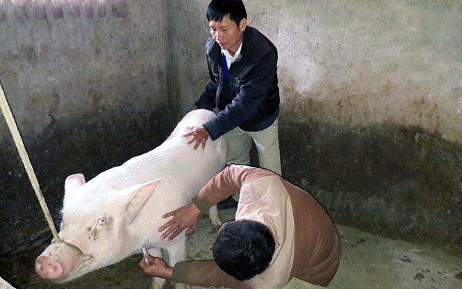 14-30-37_trm_chn_nuoi_thu_y_thnh_chuong_ly_mu_benh_phm_gui_di_xet_nghiem