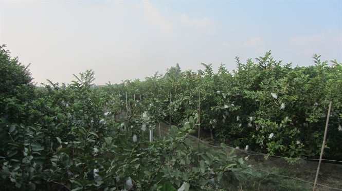 11-40-51_oi_le_trong_trng_tri_gi_dinh_nh_do_vn_hung
