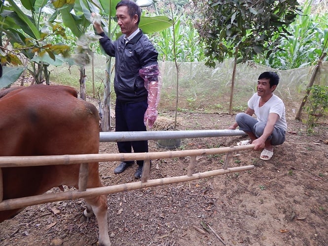 15-32-20_ong-h-chun-bi-thu-tinh-nhn-to-cho-con-bo-nh-ong-thnh