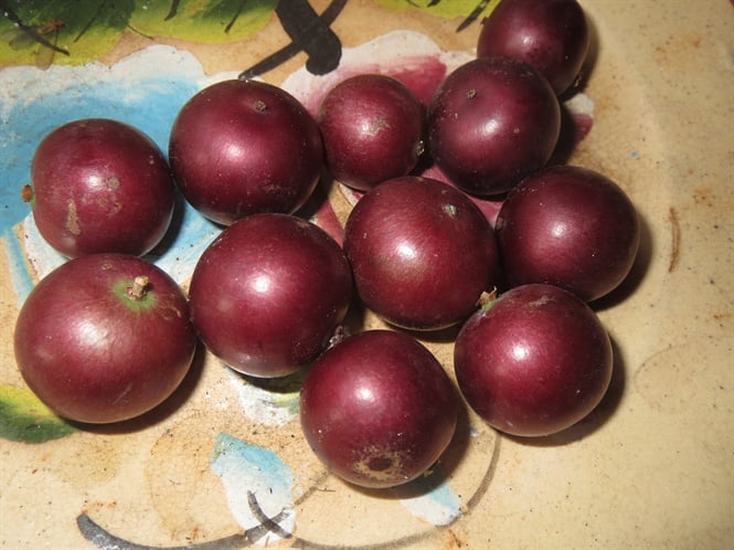 08-51-49_3tri-hong-qun-mong-nuoc-mui-thnh-to