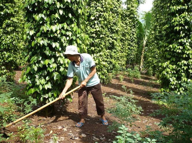13-23-06_chm-soc-ho-tieu