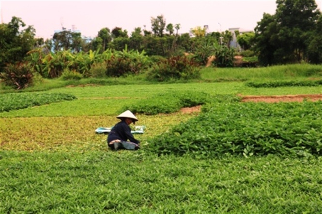 05-38-13_ru_l_huong_10
