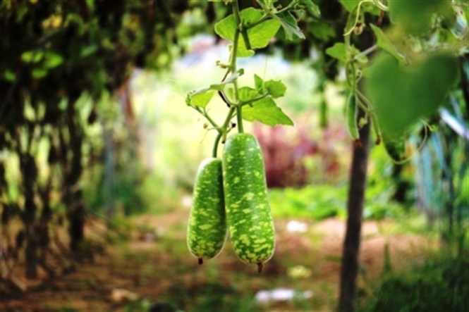 05-38-13_ru_l_huong_5