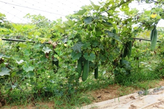 05-38-13_ru_l_huong_9